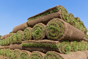 Sod Installation